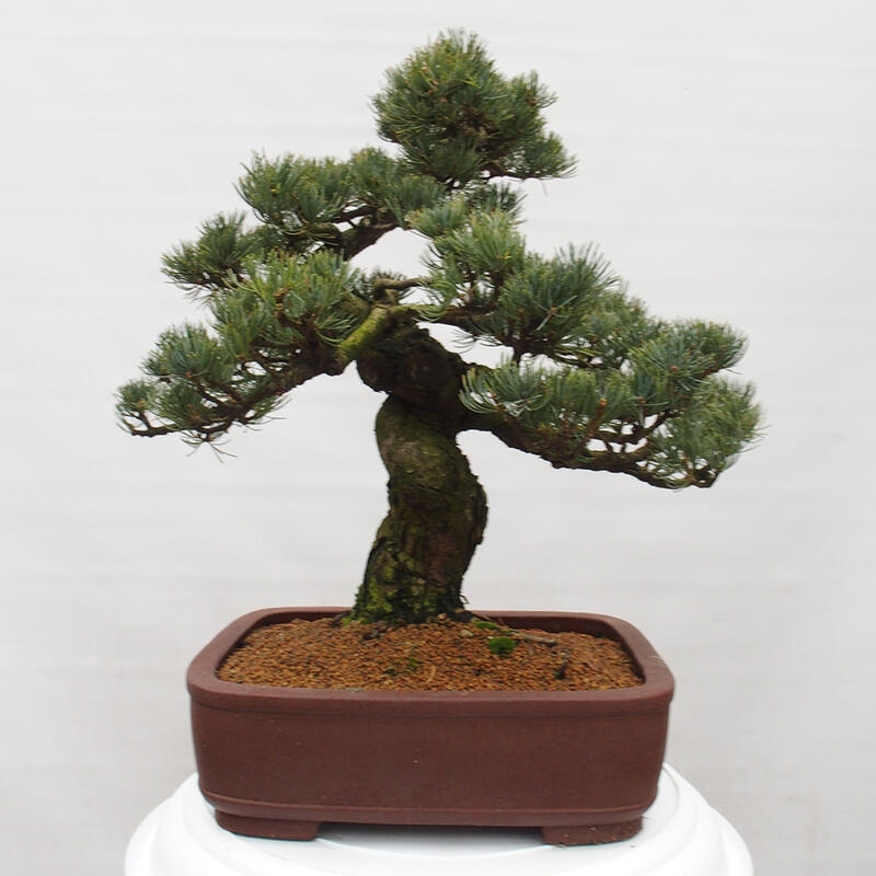 Outdoor bonsai - Pinus parviflora - Small pine tree