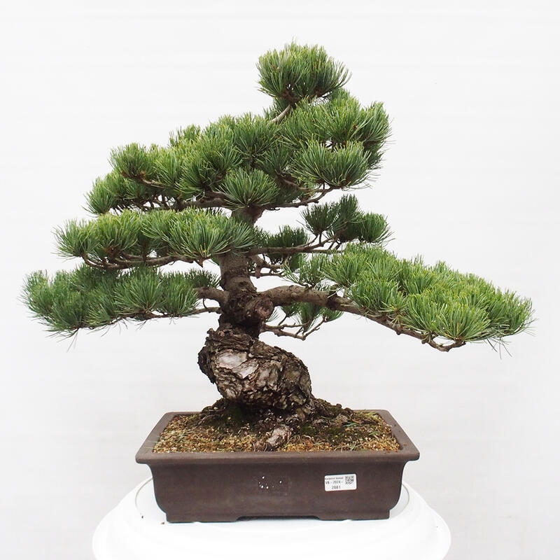 Outdoor bonsai - Pinus parviflora - Small pine tree