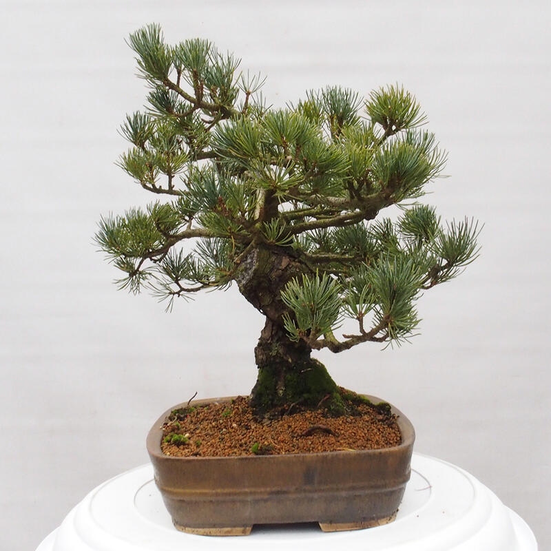 Outdoor bonsai - Pinus parviflora - Small pine tree