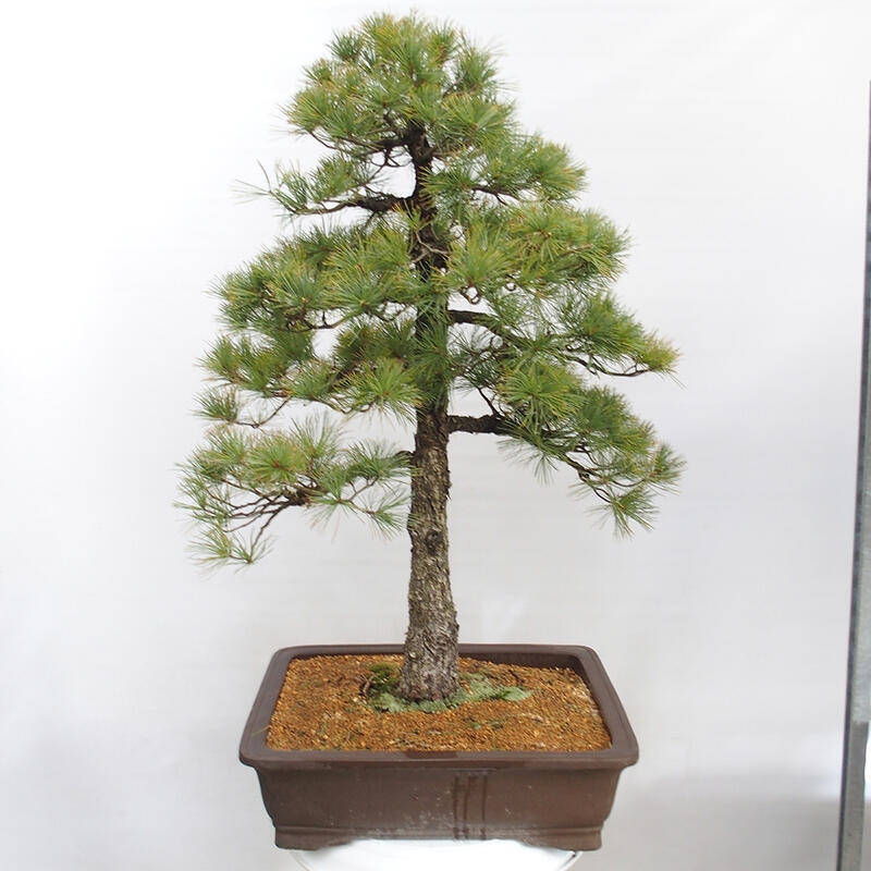 Outdoor bonsai - Pinus parviflora - Small pine tree