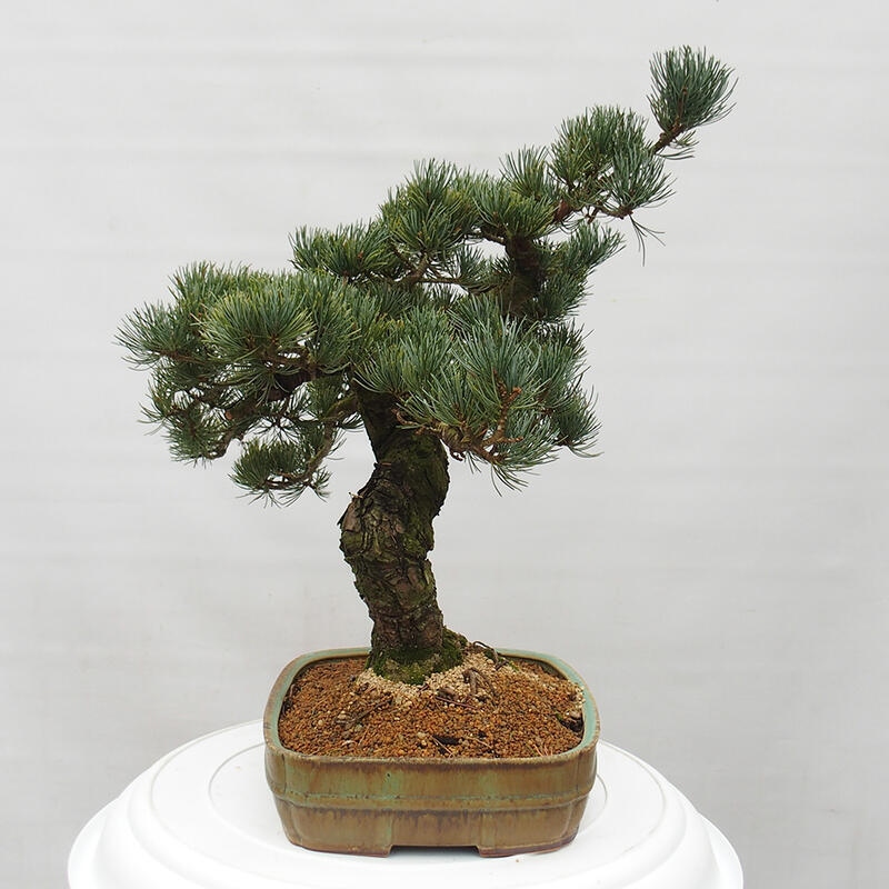 Outdoor bonsai - Pinus parviflora - Small pine tree