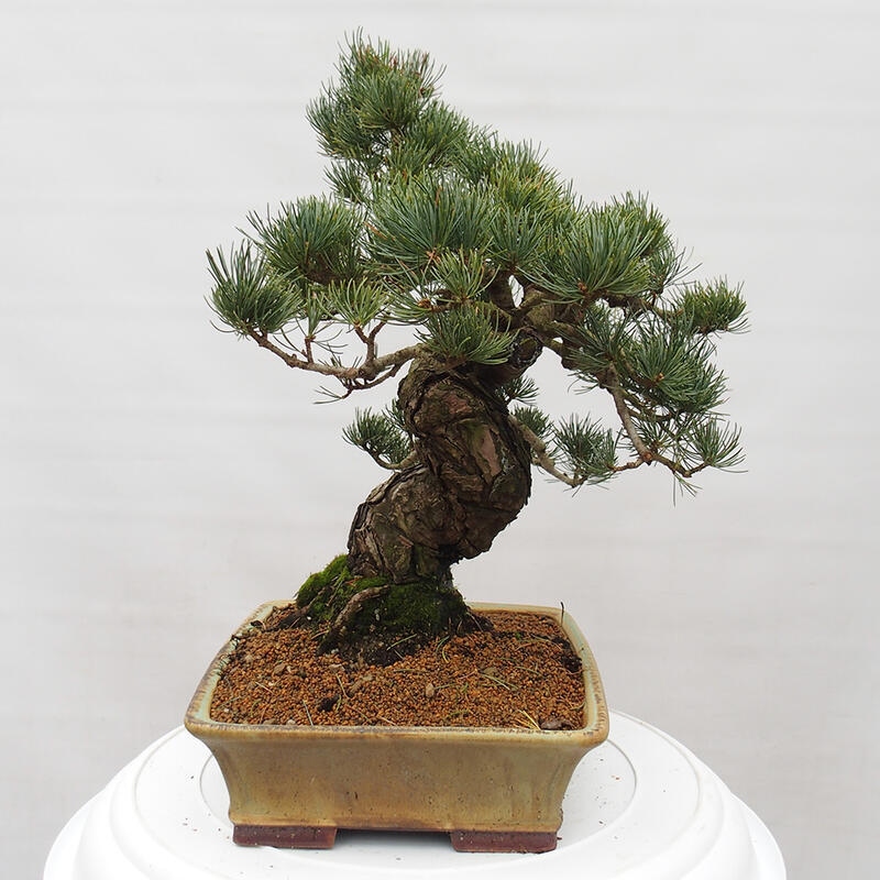 Outdoor bonsai - Pinus parviflora - Small pine tree