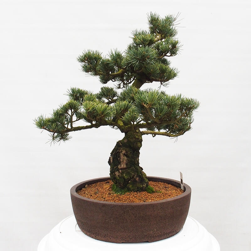 Outdoor bonsai - Pinus parviflora - Small pine tree