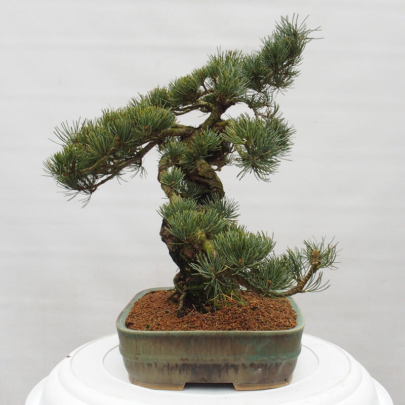 Outdoor bonsai - Pinus parviflora - Small pine tree