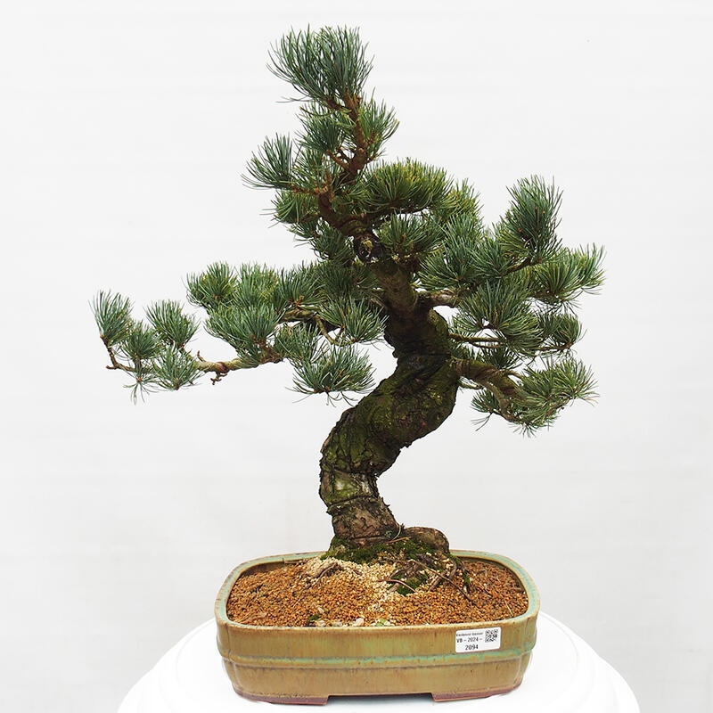 Outdoor bonsai - Pinus parviflora - Small pine tree