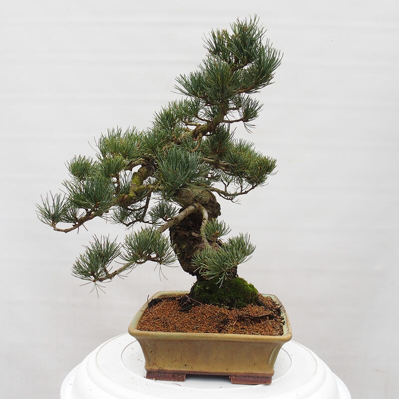 Outdoor bonsai - Pinus parviflora - Small pine tree