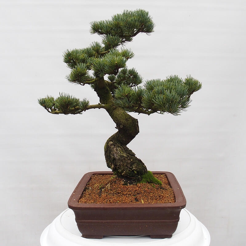 Outdoor bonsai - Pinus parviflora - Small pine tree