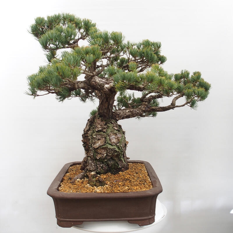 Outdoor bonsai - Pinus parviflora - Small pine tree