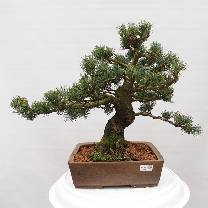 Outdoor bonsai - Pinus parviflora - Small pine tree