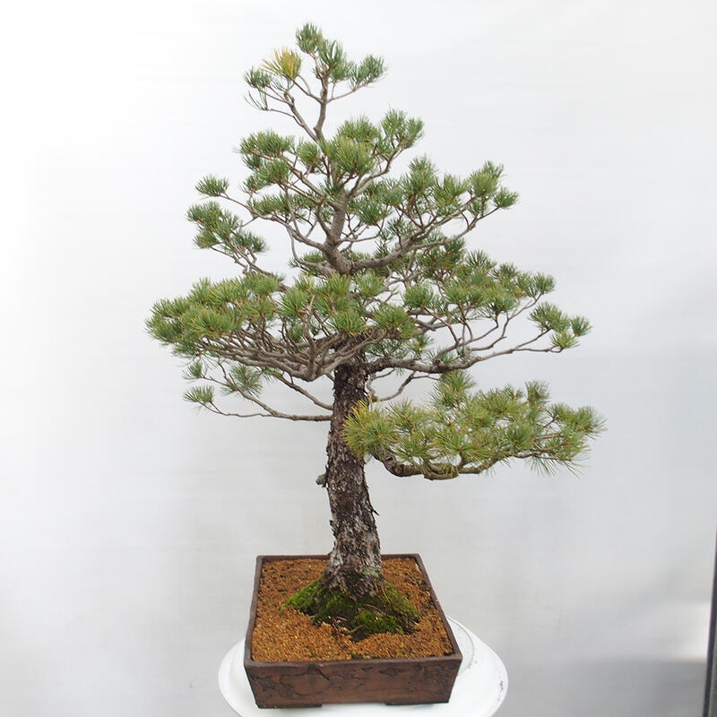 Outdoor bonsai - Pinus parviflora - Small pine tree