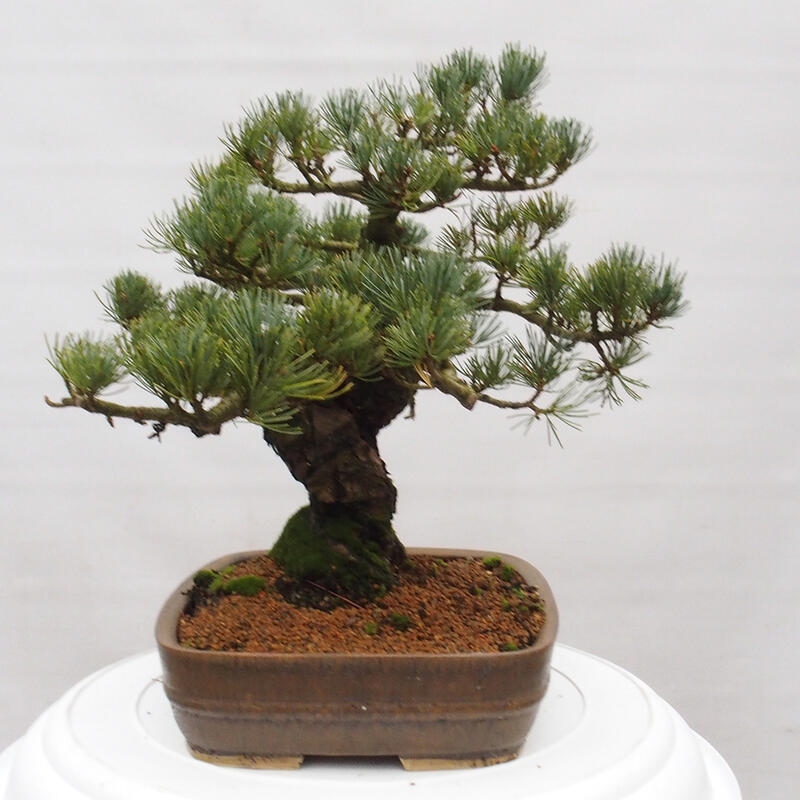 Outdoor bonsai - Pinus parviflora - Small pine tree