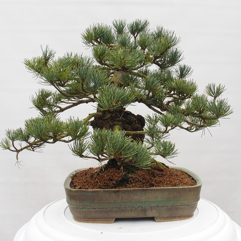 Outdoor bonsai - Pinus parviflora - Small pine tree