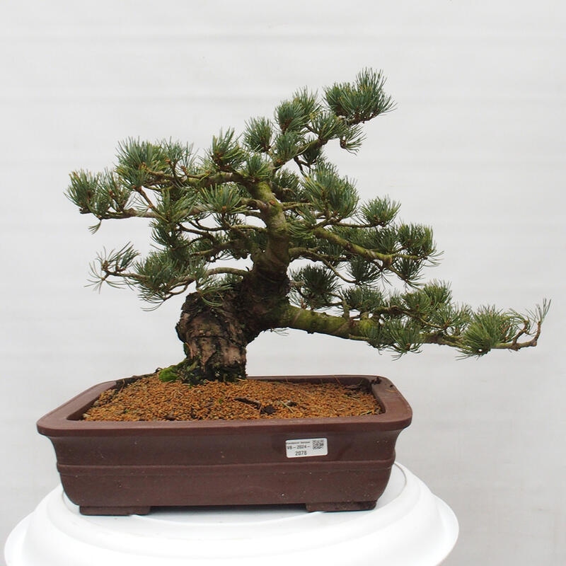 Outdoor bonsai - Pinus parviflora - Small pine tree