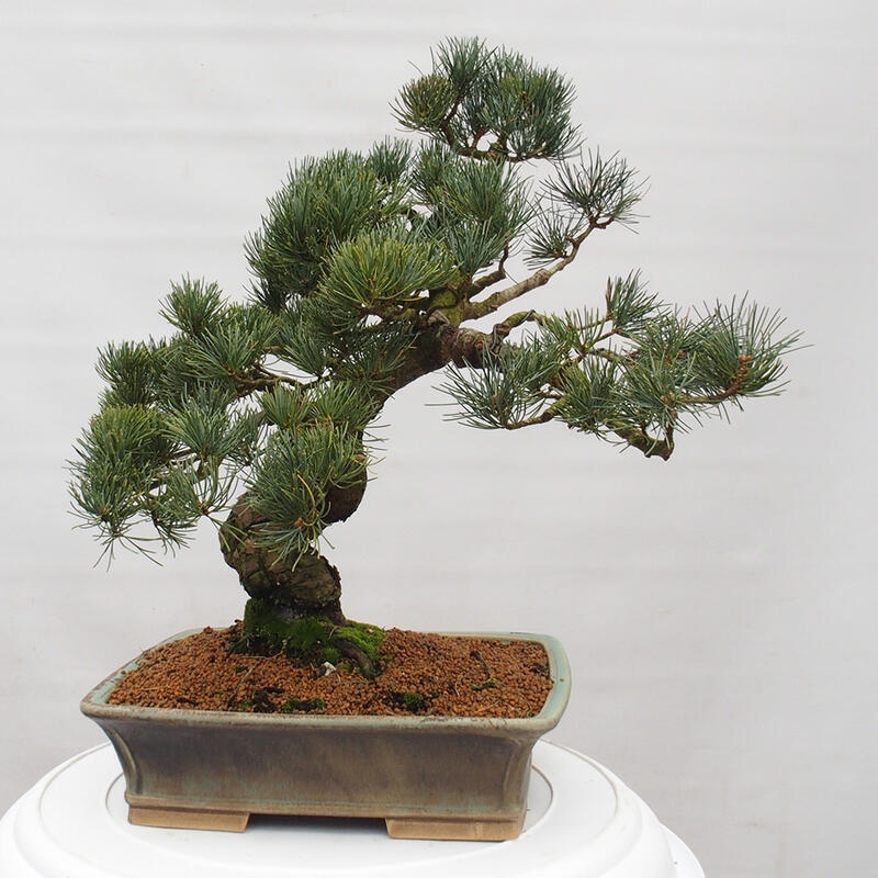 Outdoor bonsai - Pinus parviflora - Small pine tree