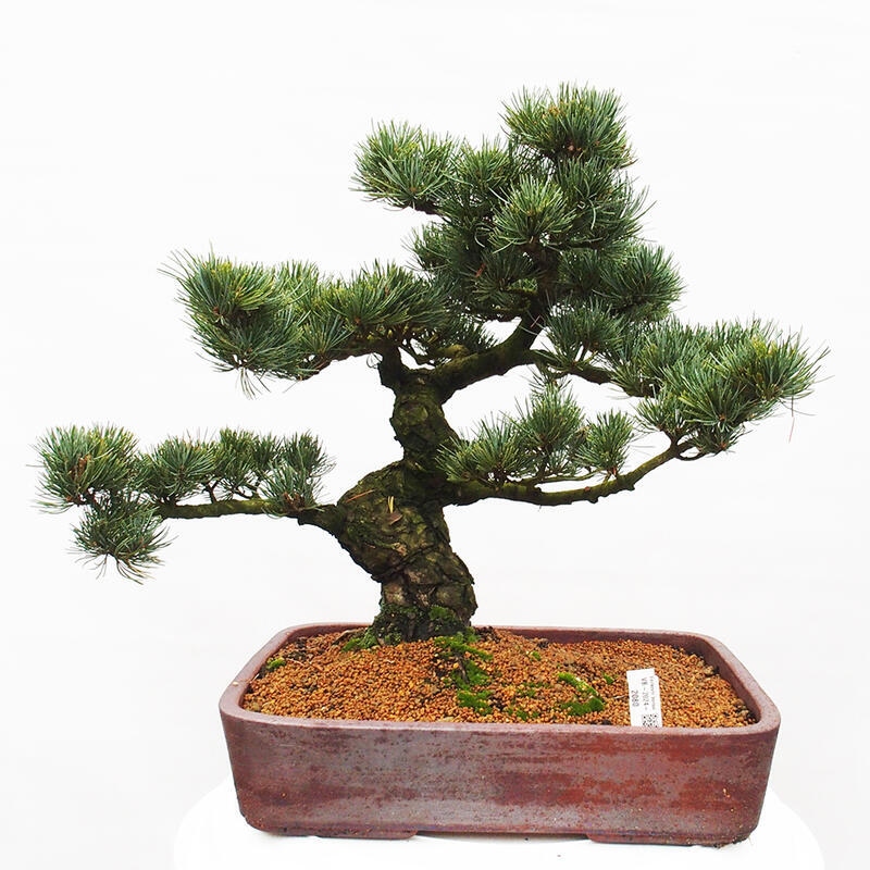 Outdoor bonsai - Pinus parviflora - Small pine tree