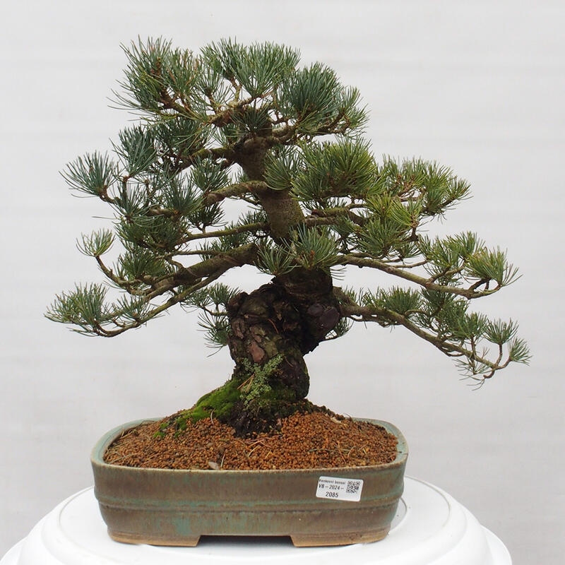 Outdoor bonsai - Pinus parviflora - Small pine tree