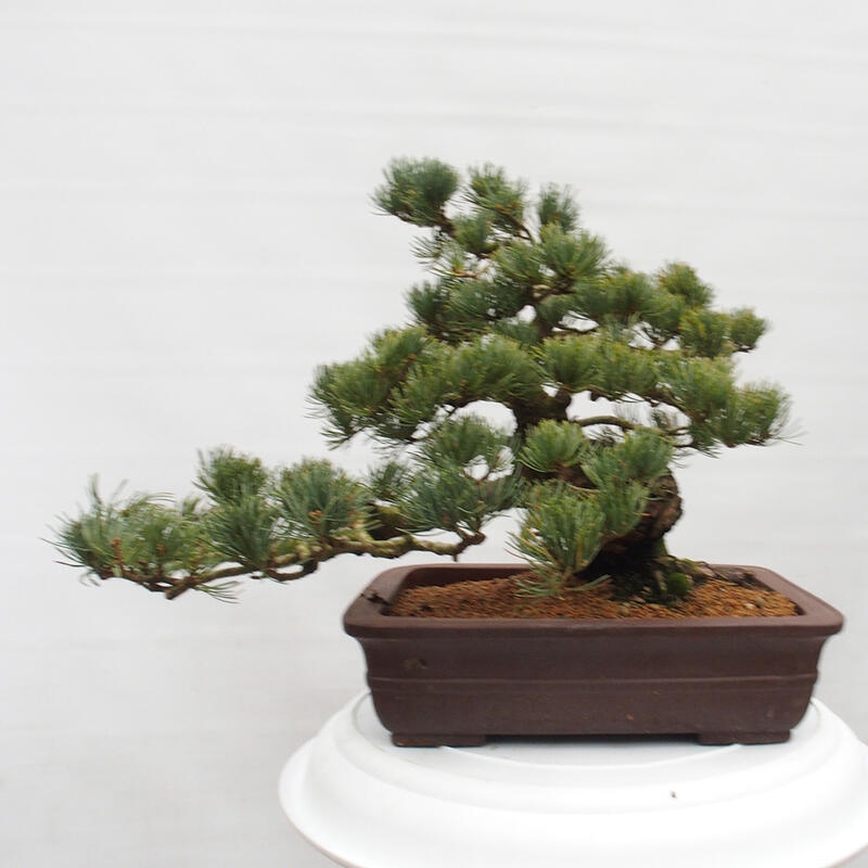 Outdoor bonsai - Pinus parviflora - Small pine tree