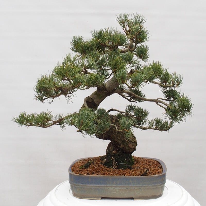 Outdoor bonsai - Pinus parviflora - Small pine tree