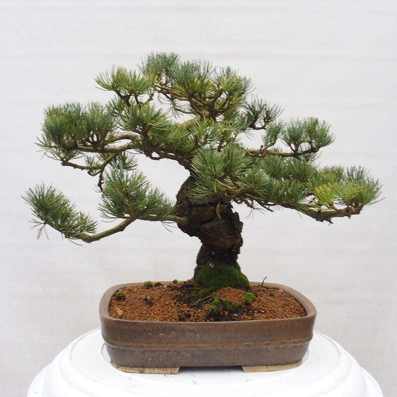 Outdoor bonsai - Pinus parviflora - Small pine tree