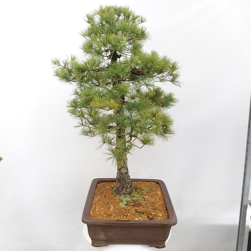 Outdoor bonsai - Pinus parviflora - Small pine tree