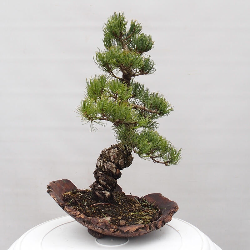 Outdoor bonsai - Pinus parviflora - Small pine tree