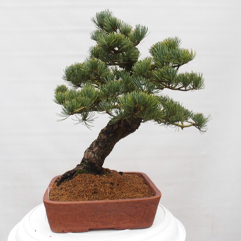 Outdoor bonsai - Pinus parviflora - Small pine tree