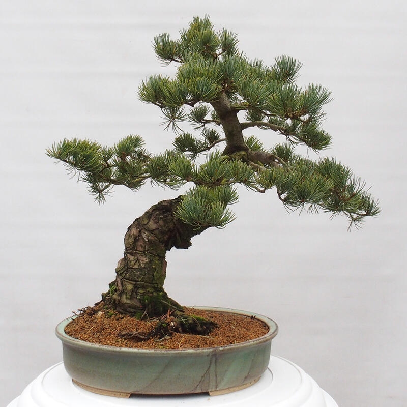 Outdoor bonsai - Pinus parviflora - Small pine tree