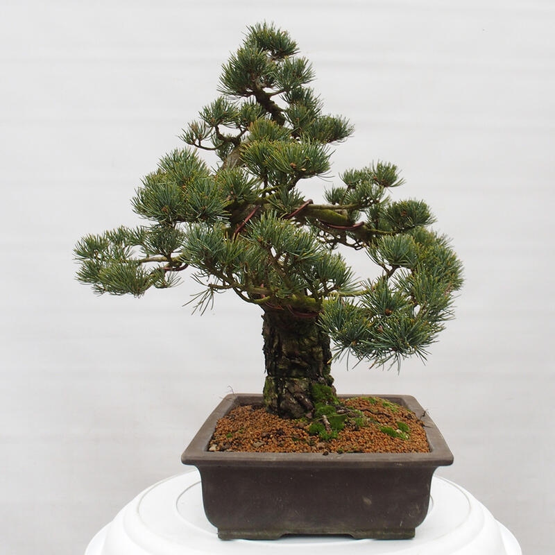 Outdoor bonsai - Pinus parviflora - Small pine tree