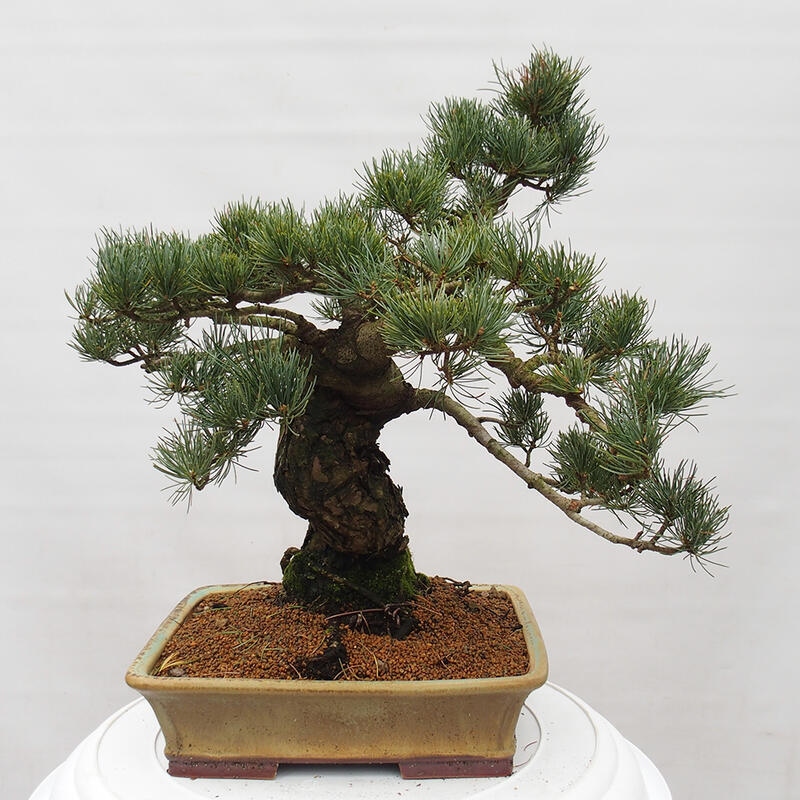 Outdoor bonsai - Pinus parviflora - Small pine tree