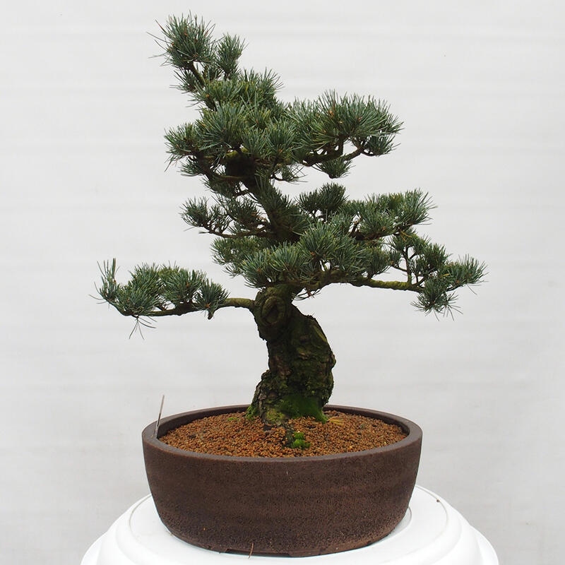 Outdoor bonsai - Pinus parviflora - Small pine tree