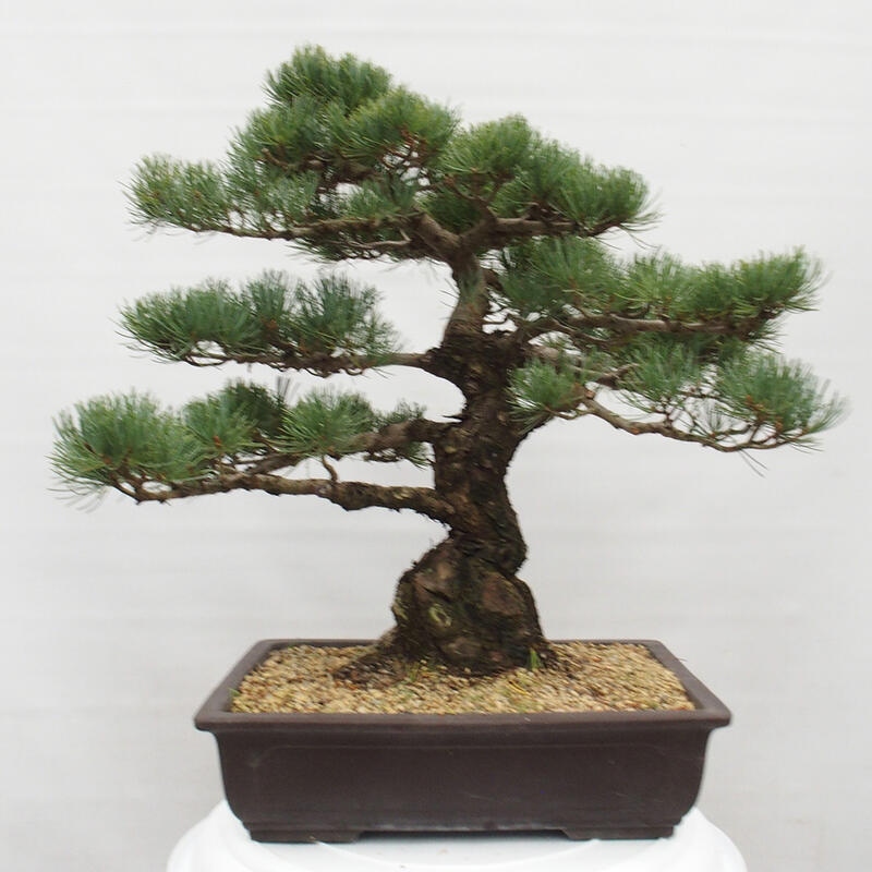 Outdoor bonsai - Pinus parviflora - Small pine tree