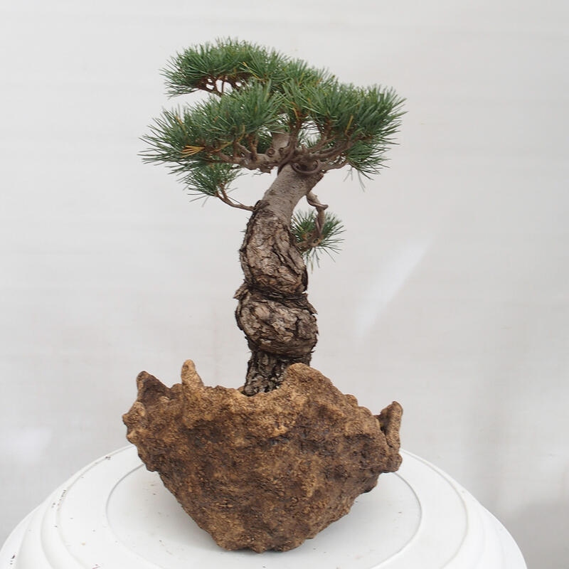 Outdoor bonsai - Pinus parviflora - Small pine tree