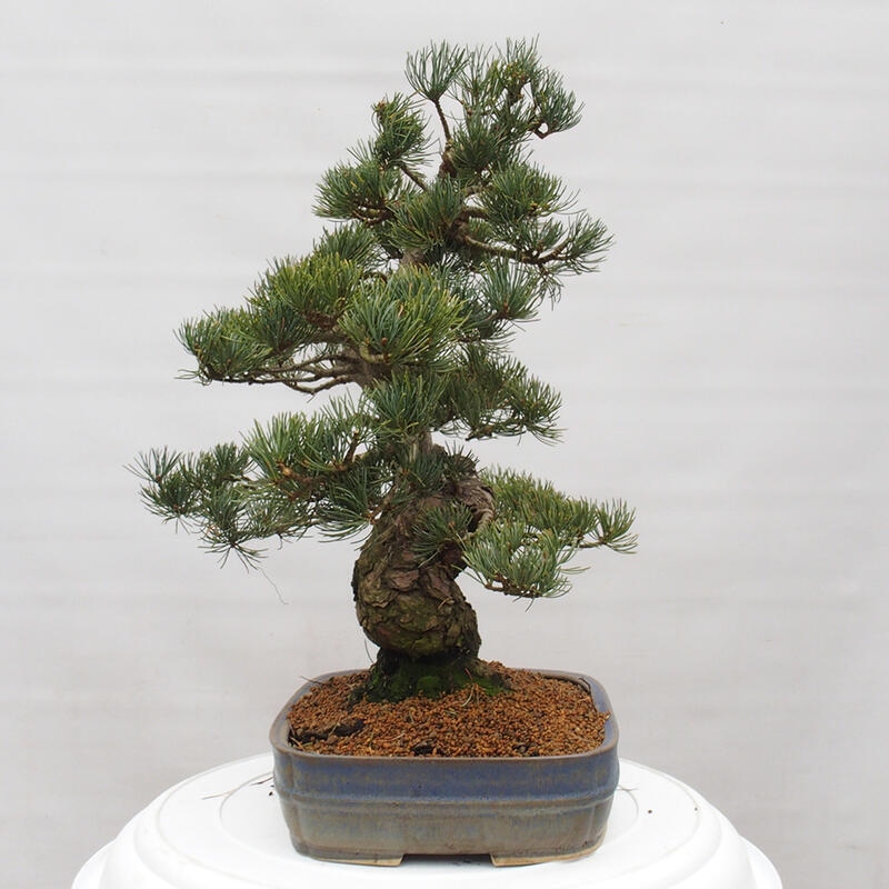 Outdoor bonsai - Pinus parviflora - Small pine tree