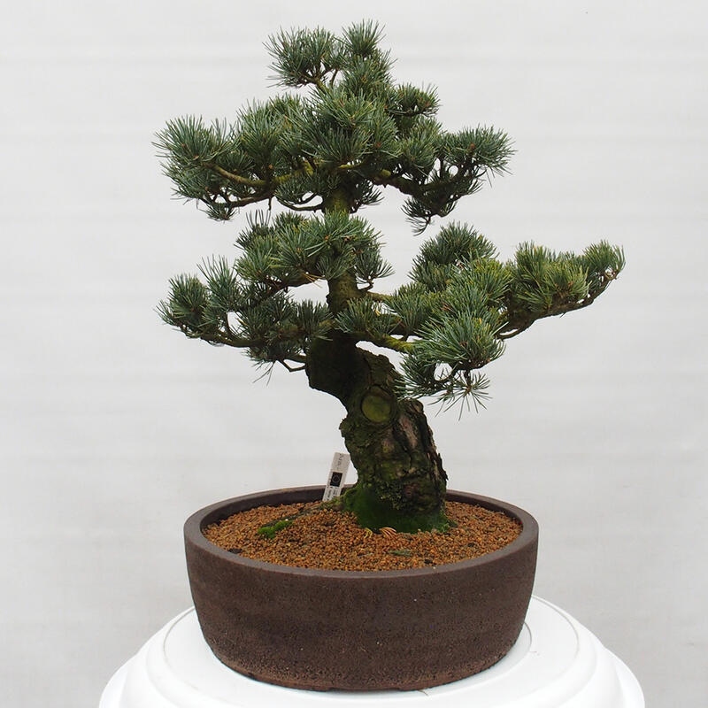 Outdoor bonsai - Pinus parviflora - Small pine tree