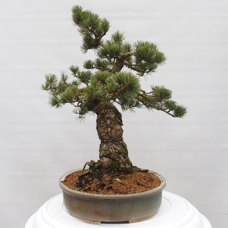 Outdoor bonsai - Pinus parviflora - Small pine tree