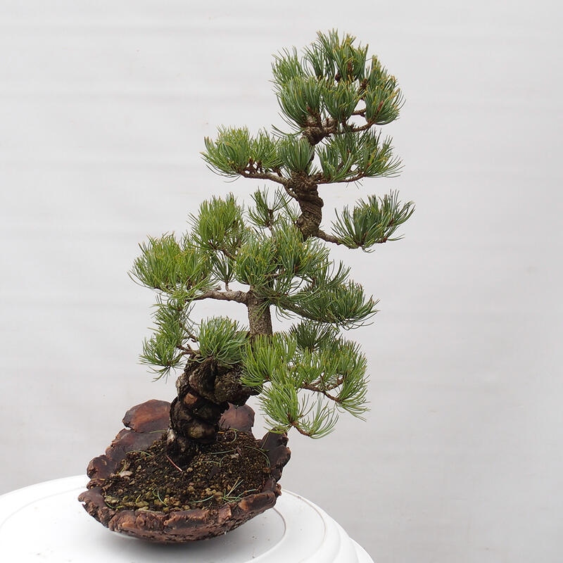 Outdoor bonsai - Pinus parviflora - Small pine tree