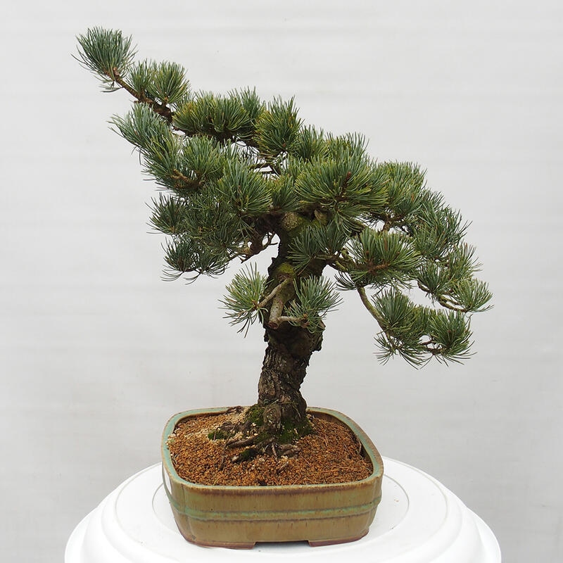 Outdoor bonsai - Pinus parviflora - Small pine tree