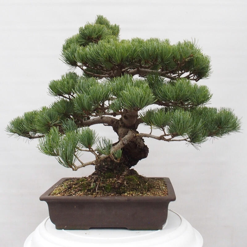 Outdoor bonsai - Pinus parviflora - Small pine tree