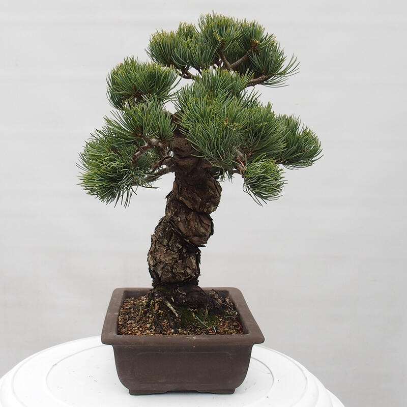 Outdoor bonsai - Pinus parviflora - Small pine tree