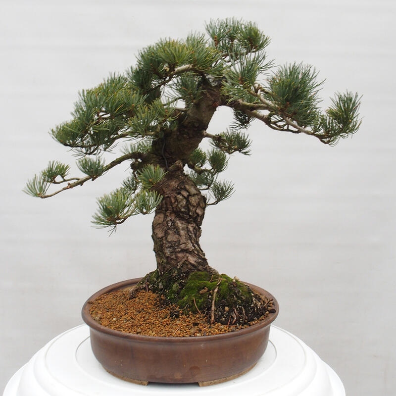 Outdoor bonsai - Pinus parviflora - Small pine tree