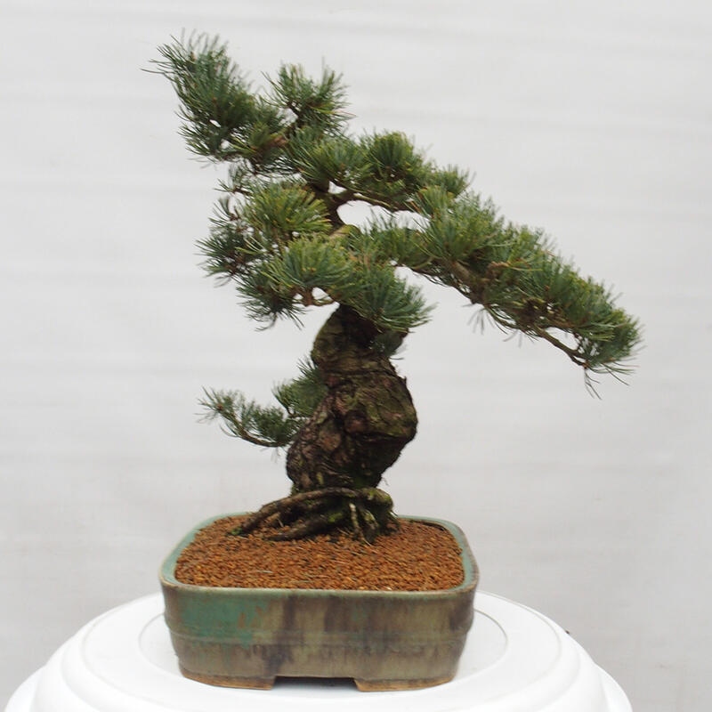 Outdoor bonsai - Pinus parviflora - Small pine tree