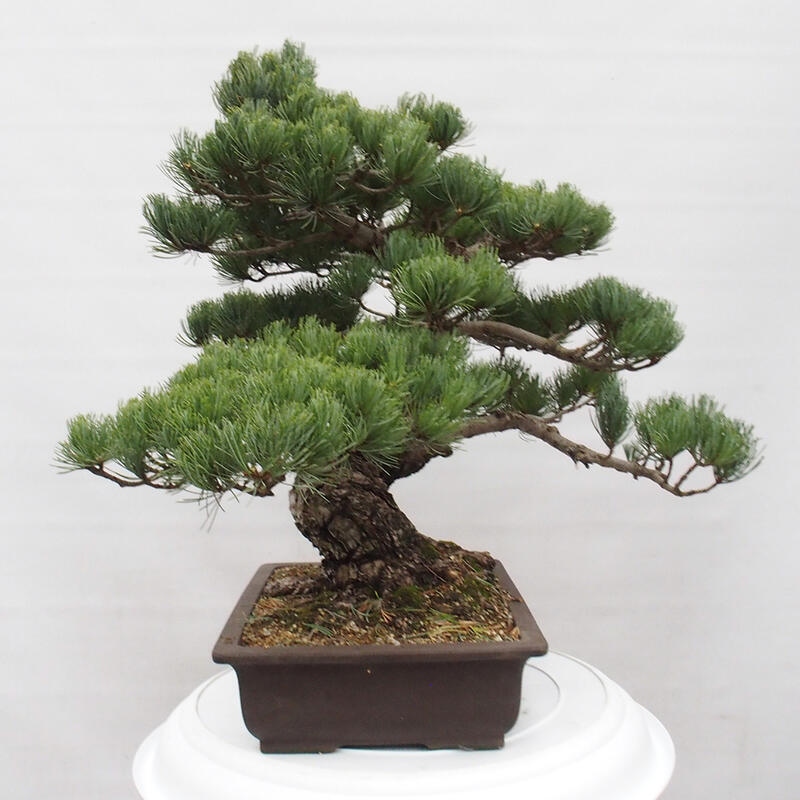 Outdoor bonsai - Pinus parviflora - Small pine tree