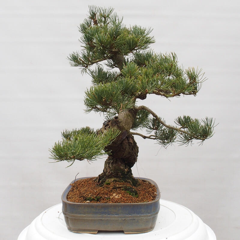 Outdoor bonsai - Pinus parviflora - Small pine tree