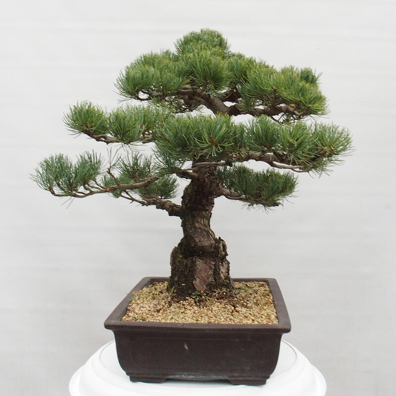 Outdoor bonsai - Pinus parviflora - Small pine tree