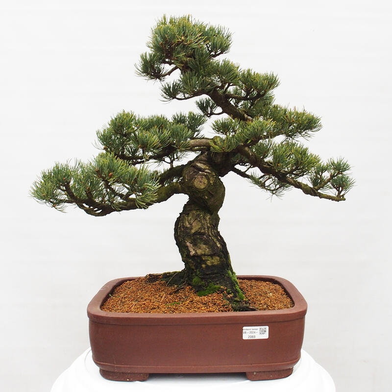 Outdoor bonsai - Pinus parviflora - Small pine tree