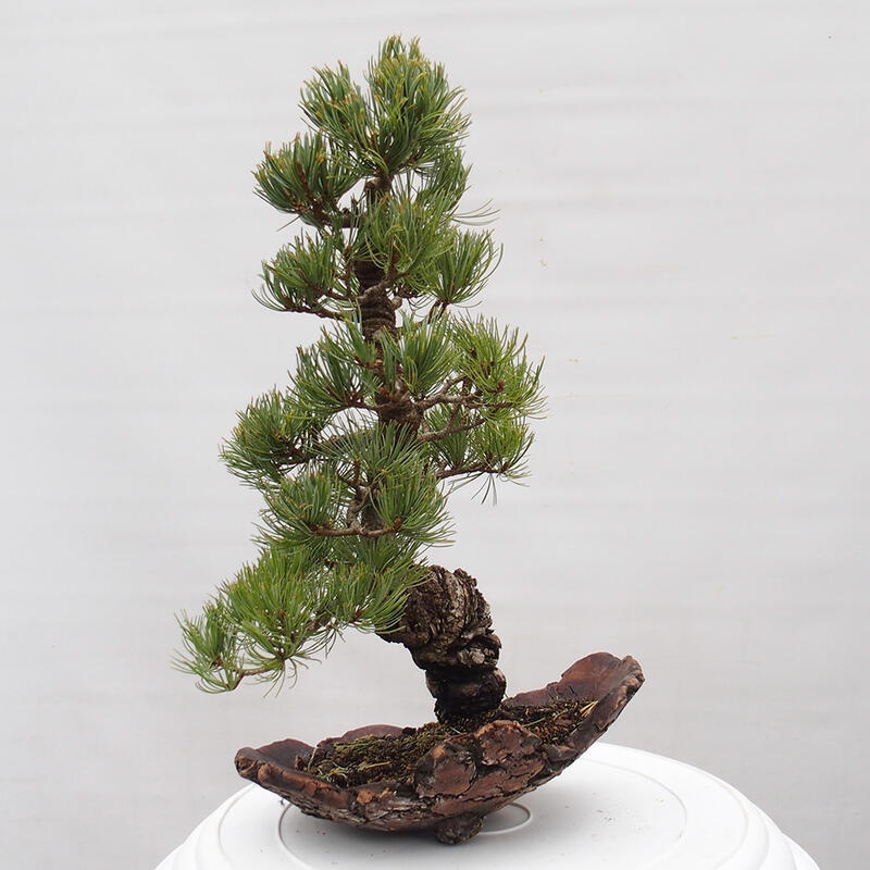 Outdoor bonsai - Pinus parviflora - Small pine tree