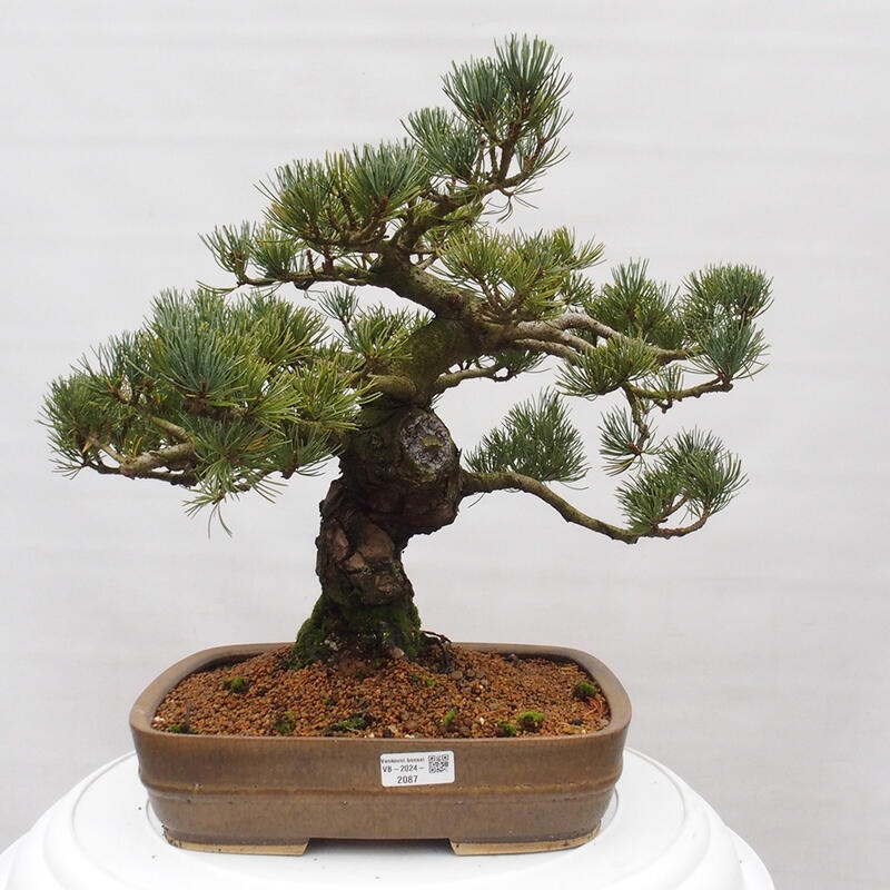 Outdoor bonsai - Pinus parviflora - Small pine tree