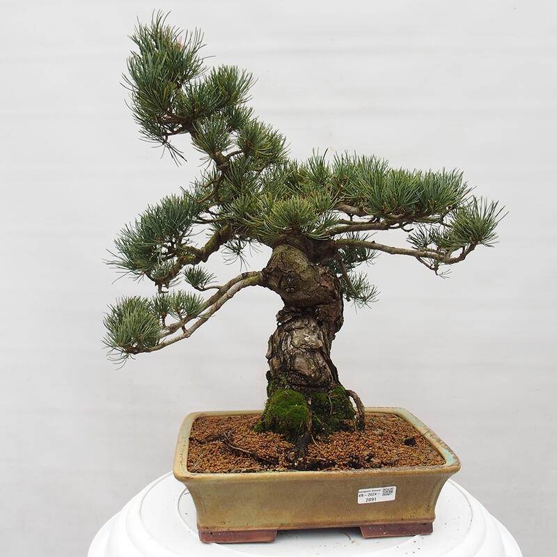 Outdoor bonsai - Pinus parviflora - Small pine tree