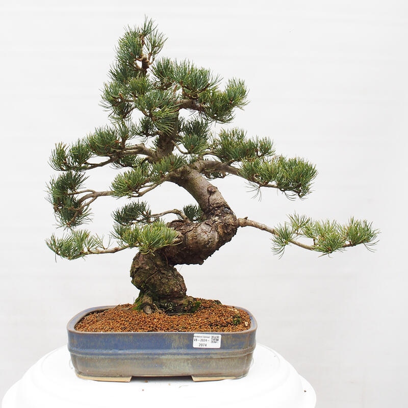 Outdoor bonsai - Pinus parviflora - Small pine tree