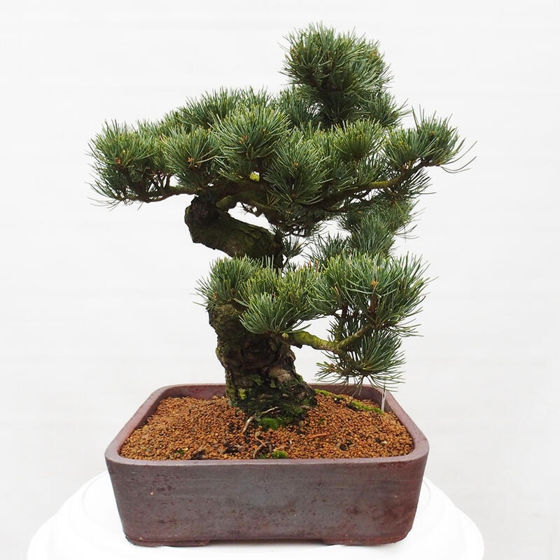 Outdoor bonsai - Pinus parviflora - Small pine tree